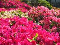 葉山：花の木公園のつつじ2015
