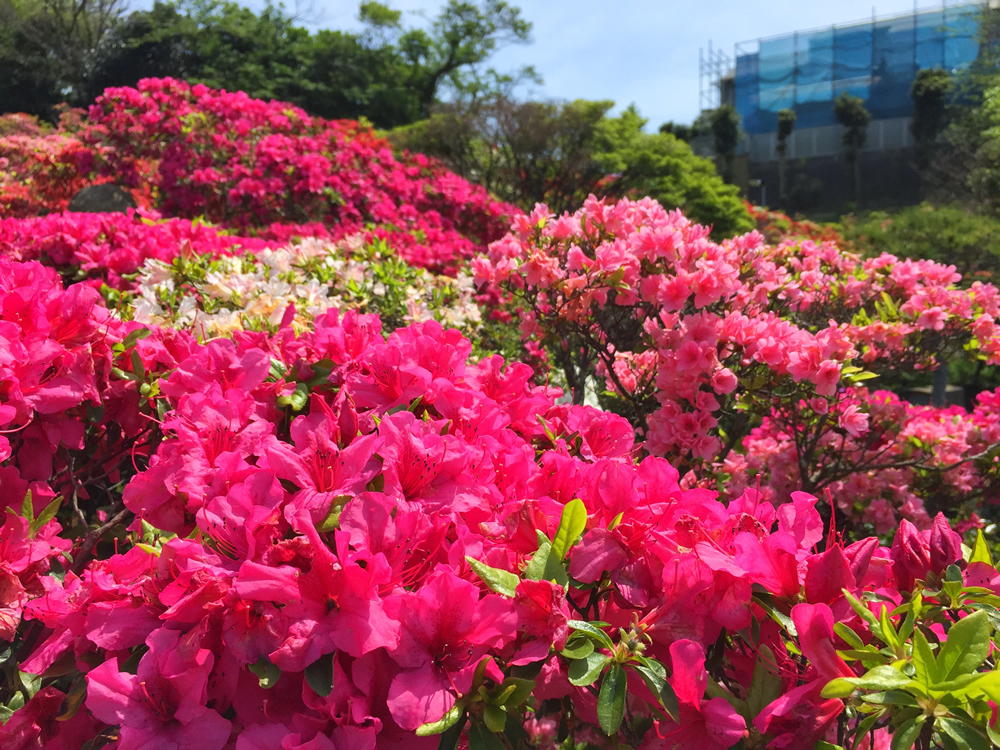 葉山：花の木公園（2015年4月24日現在）